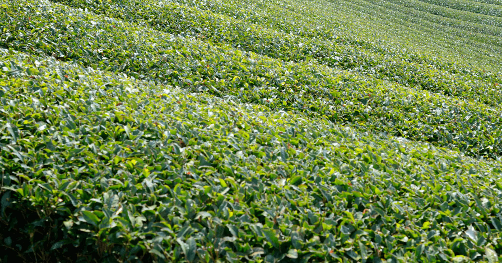 丸辰製茶」は国内生産100％の<>br茶葉を取り扱っております